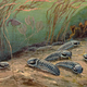 triassic bugs